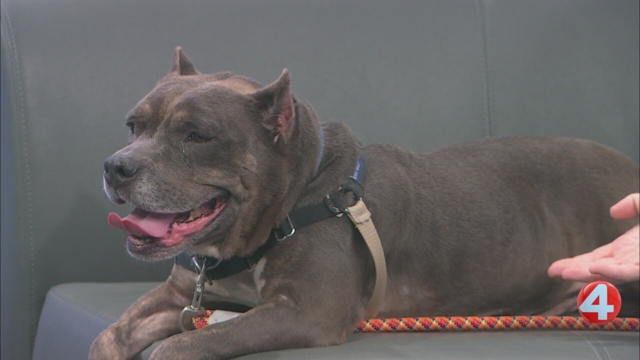 SPCA Monday: Champ the pit bull is ready for adoption