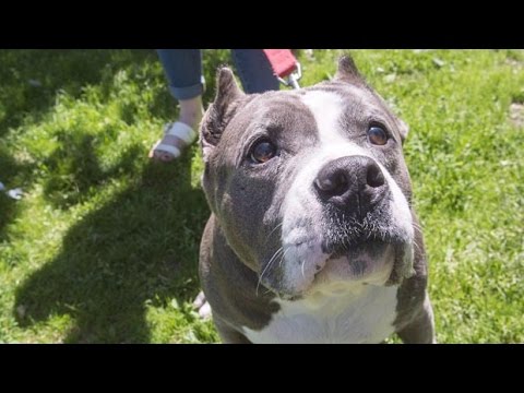 SPCA on proposed Montreal pit bull ban