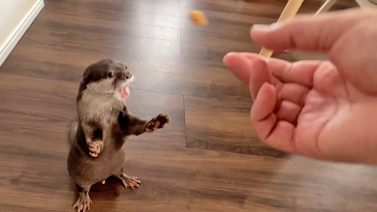 Special feature about Otter Bingo