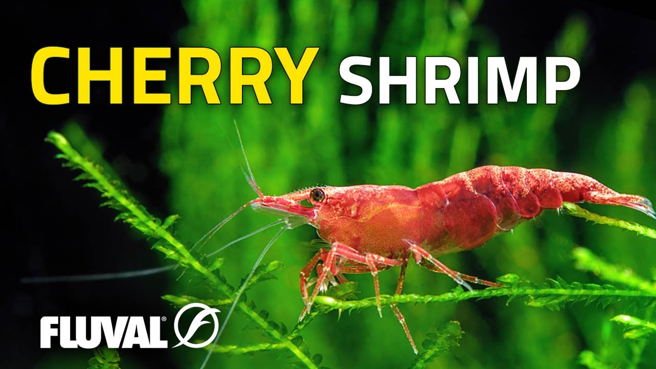 Species Spotlight | Cherry Shrimp