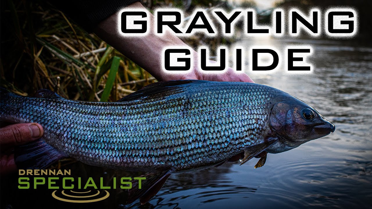 Specimen Grayling Fishing | Daniel Woolcott | Trotting Tactics