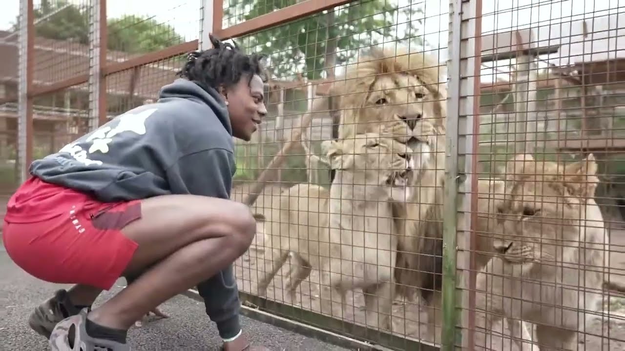 Speed barks at lion 💀 #speedylive