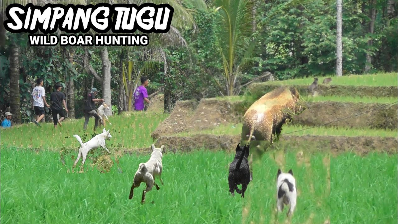 SPESIAL IDUL ADHA ‼️ BERBURU BABI VIRAL SIMPANG TUGU (WILD BOAR HUNTING)