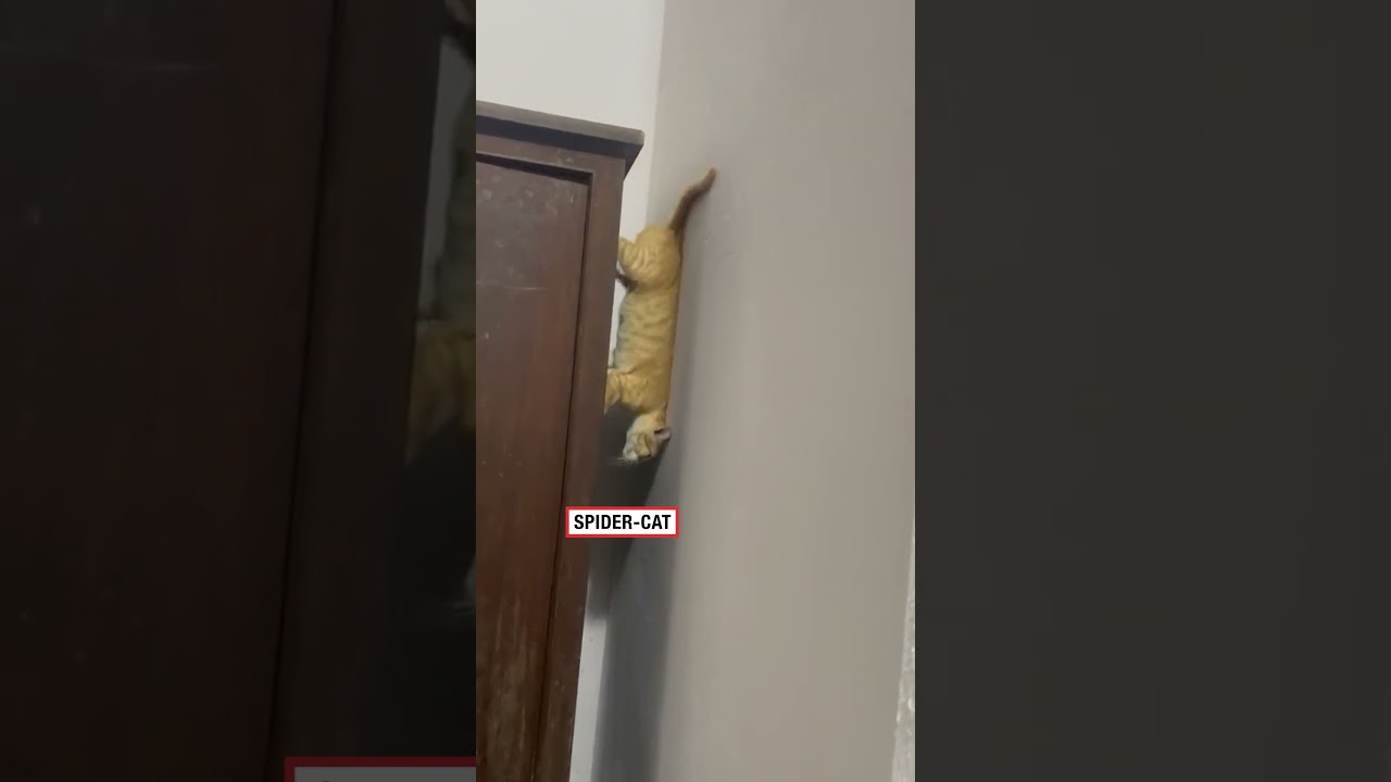 Spider-cat spider-cat does whatever a spider can 🤣 (🎥: Thi Meo via ViralHog)