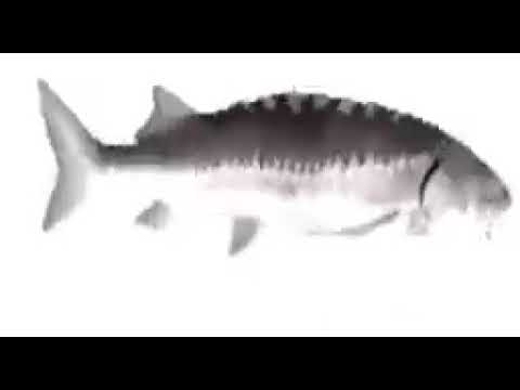 SPINNING FISH 10 HOURS