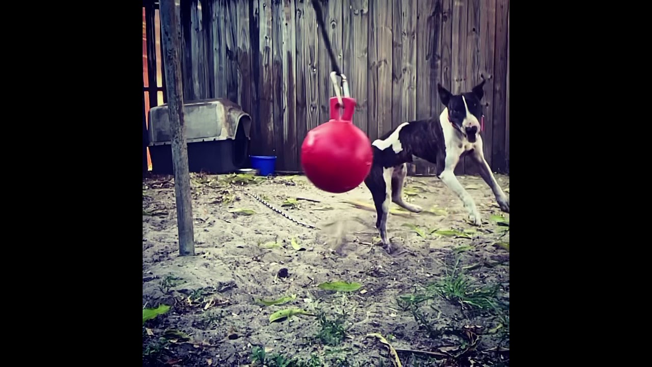 Sporting Bull Terrier