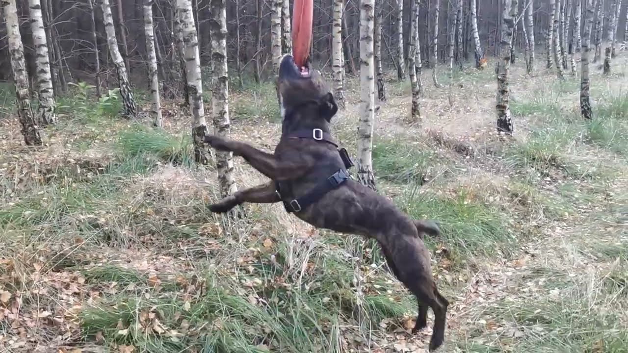 Spring Pole time Staffordshire Bull Terrier