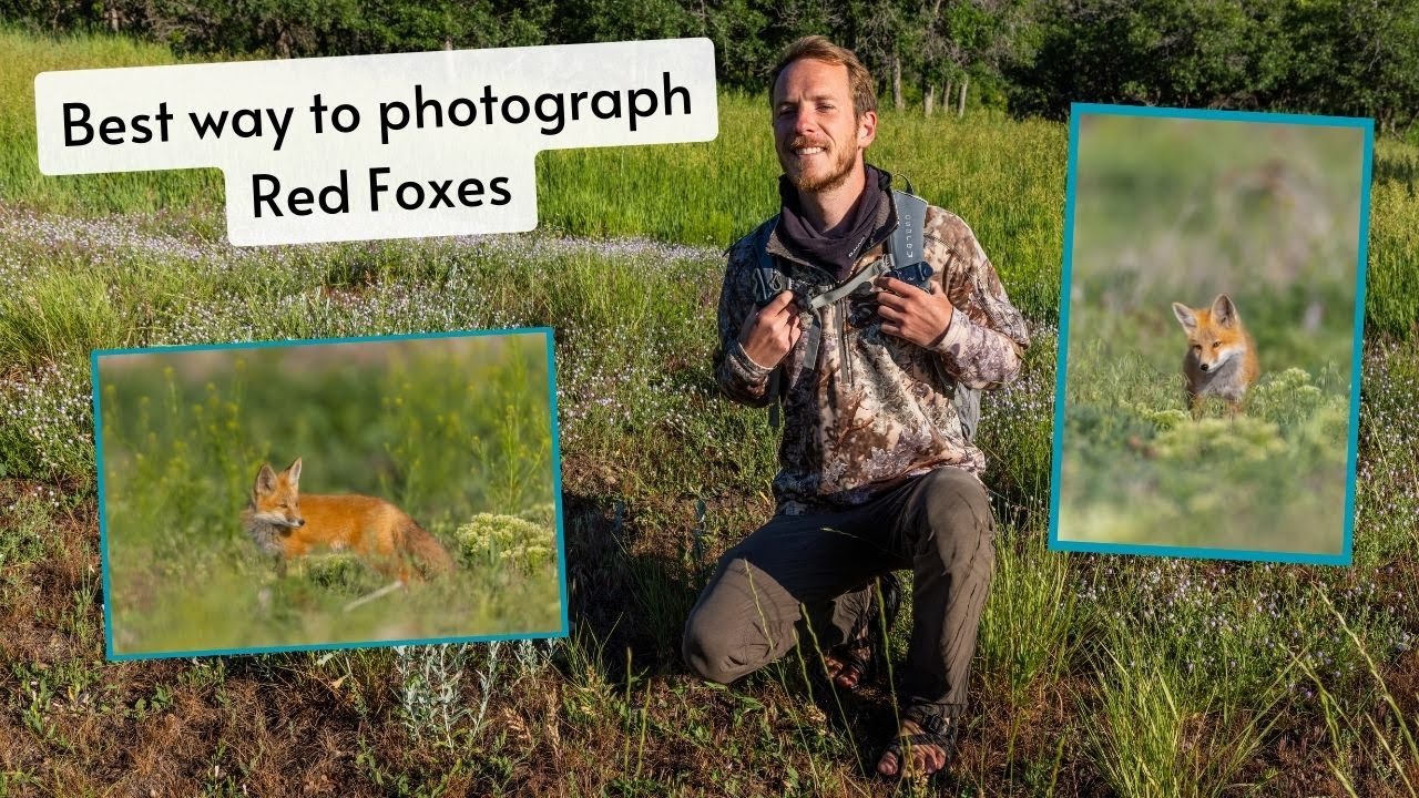 Spring Red Fox dens. The best way to photograph Foxes & wildlife. It keeps me coming back for more!