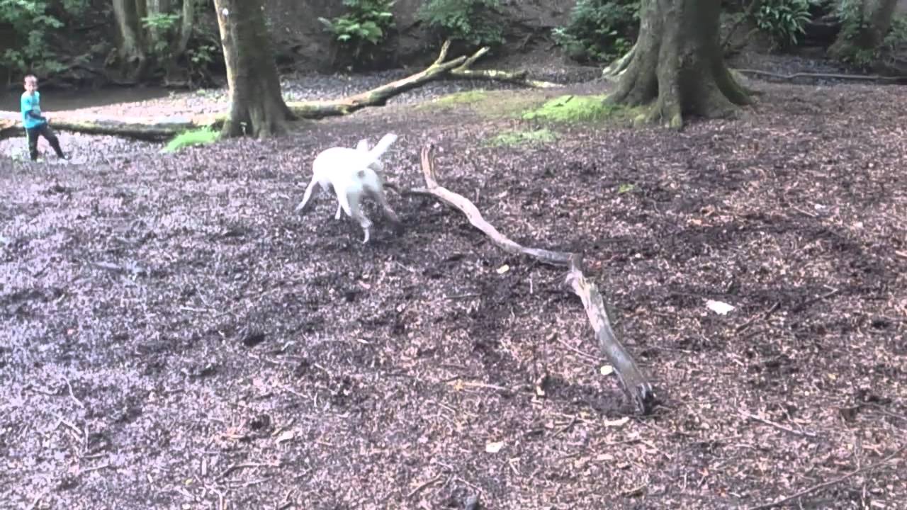 Sprocket the English Bull Terrier stick
