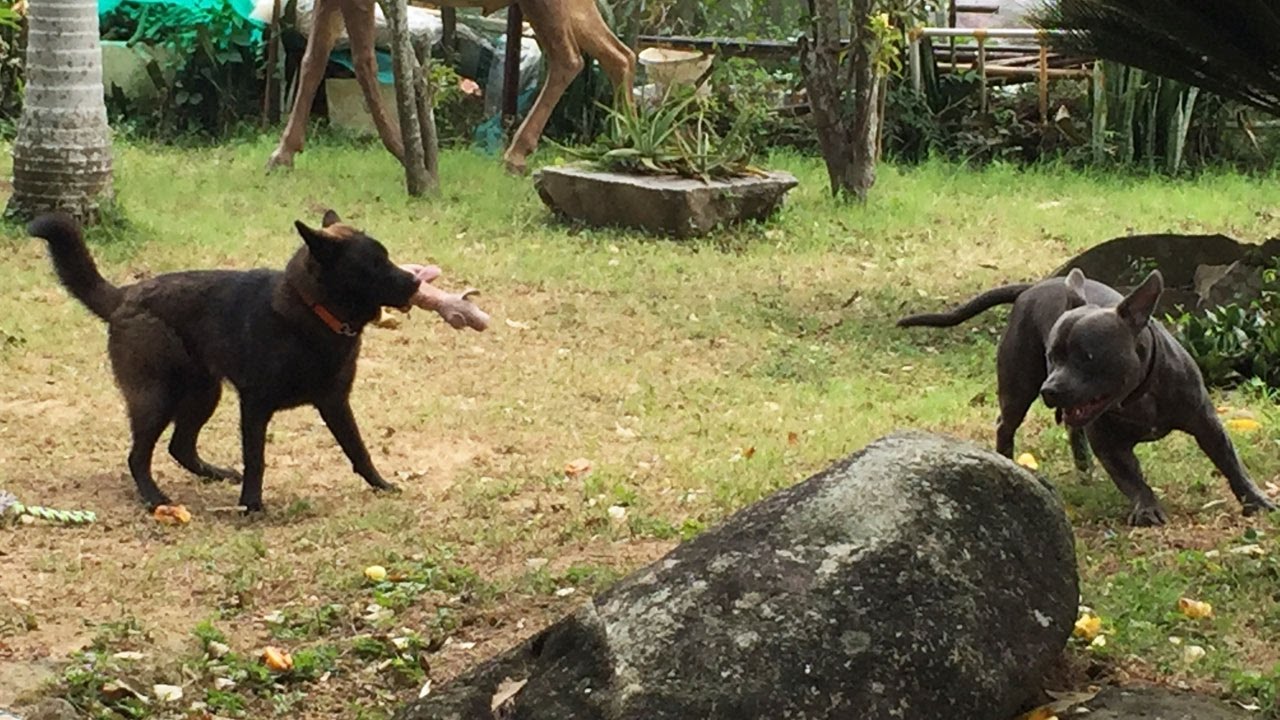 Sputnik the Blue Staffy at play!