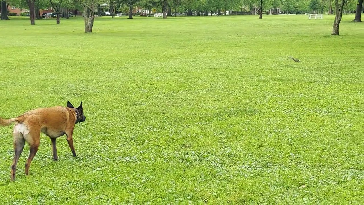 Squirrel Hunting with a Belgian Malinois