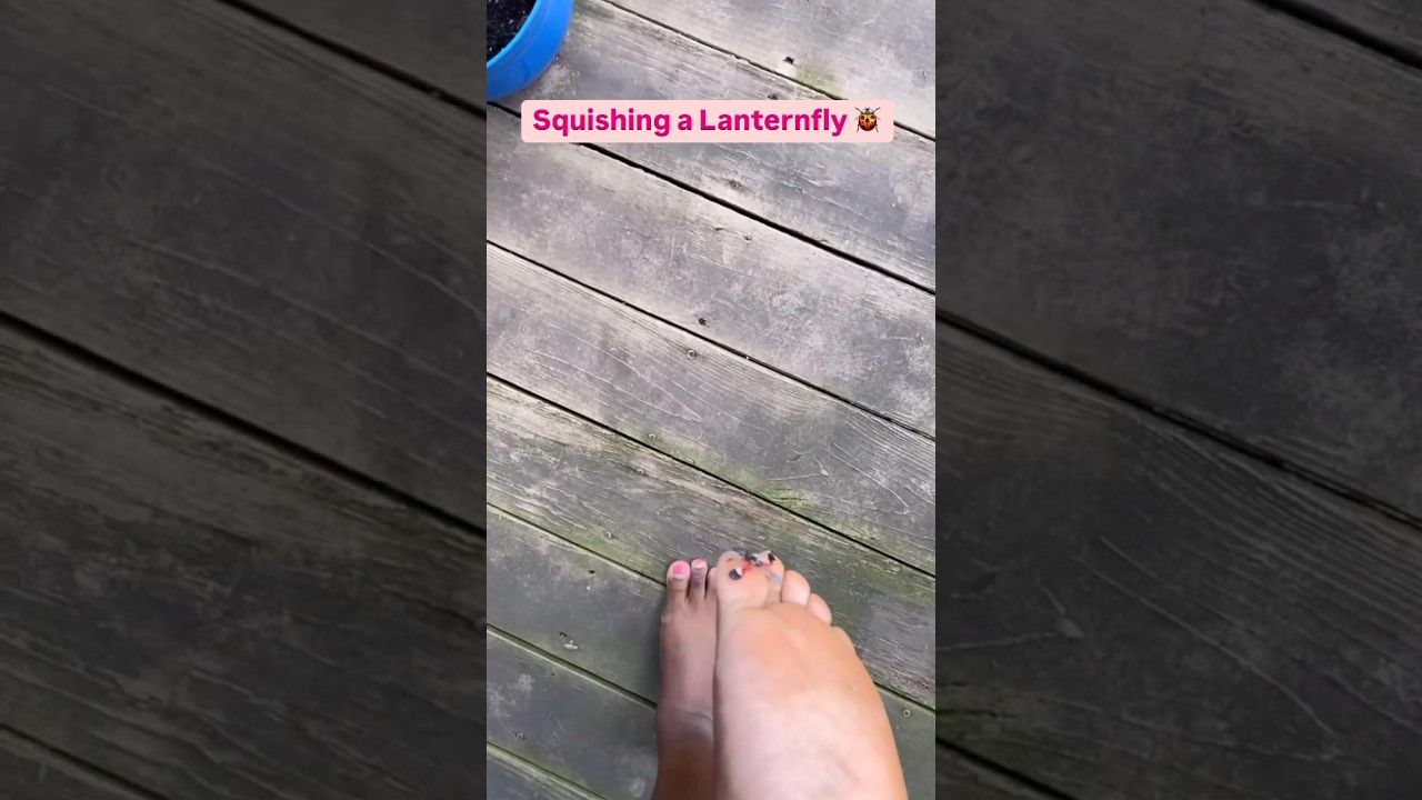 Squished a Lanternfly 🐞. #bug #lanternfly #lanternflies #stomp #barefoot #soothing #squishy #fun
