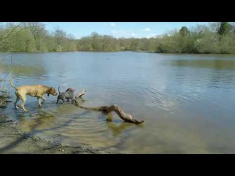 Staffie plays with a big stick in the water, dog, 4K video, Osmo Pocket, DJI