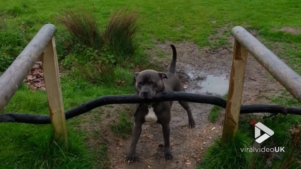 Staffie struggles with big stick || Viral Video UK