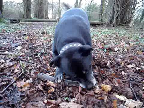 staffies playing with a big stick!