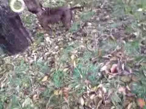 staffik Max - Staffordshire Bull Terrier