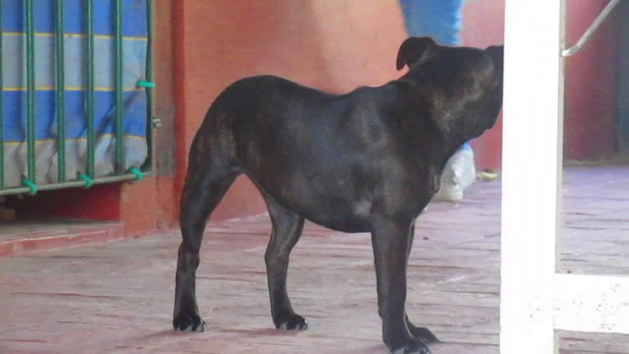 Staffordshire Aduqui-Graham Green Testaferro x Zara Doan   (5 meses) Escobar BSAS Argentina.