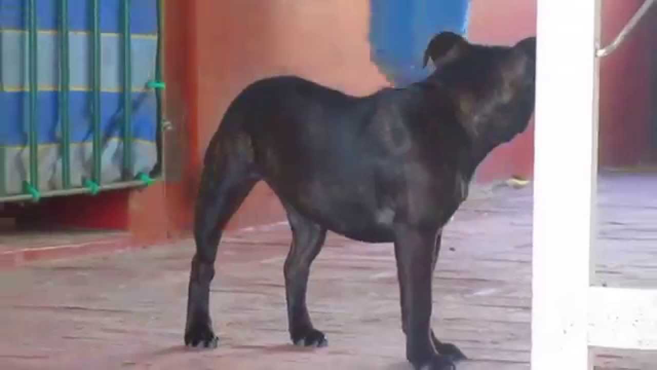 Staffordshire Aduqui-Graham Green Testaferro x Zara Doan   (5 meses) Escobar BSAS Argentina.