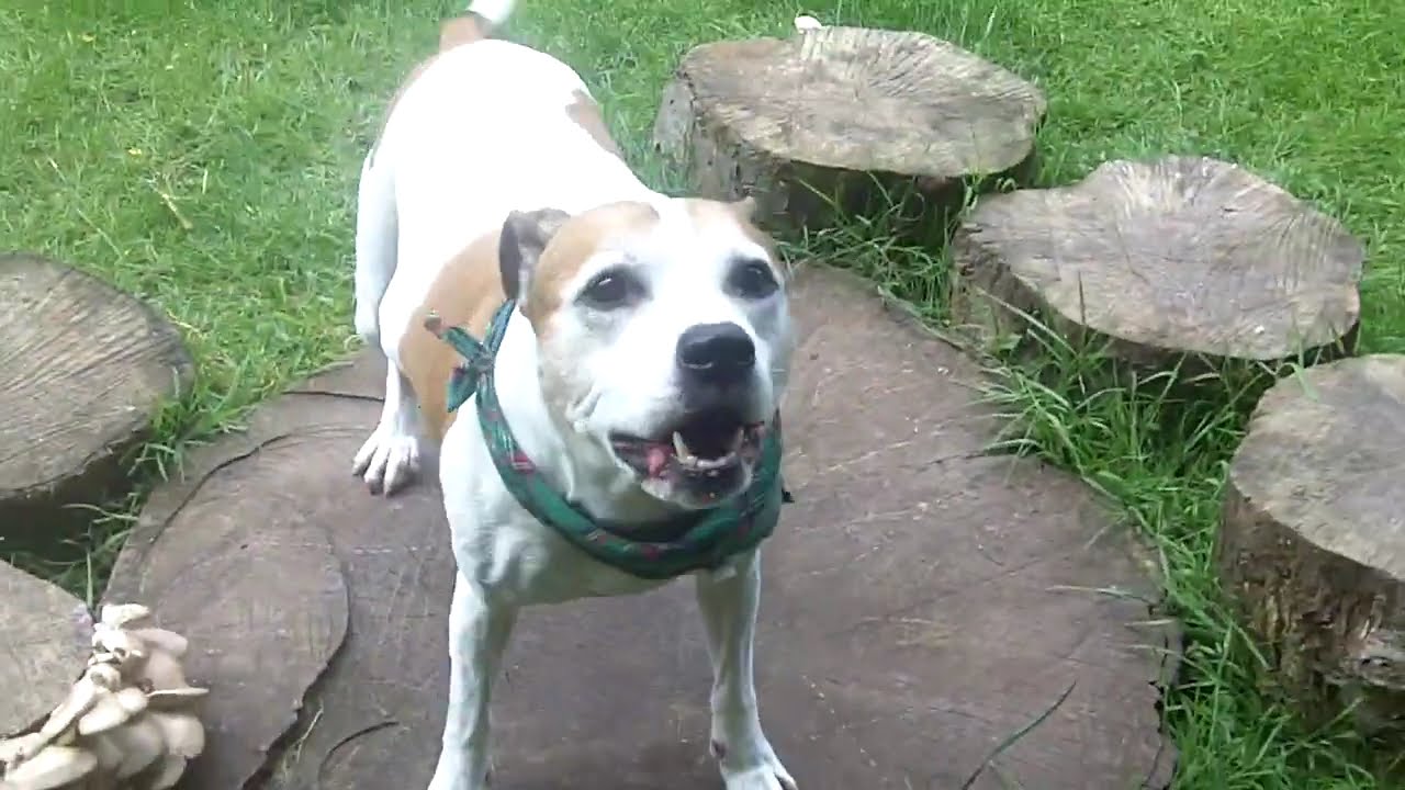 Staffordshire Bull Pensioner Molly. @DogtrainersUK