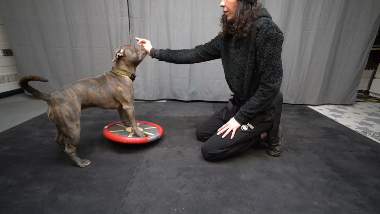 Staffordshire Bull Terrier -  training (9 months)