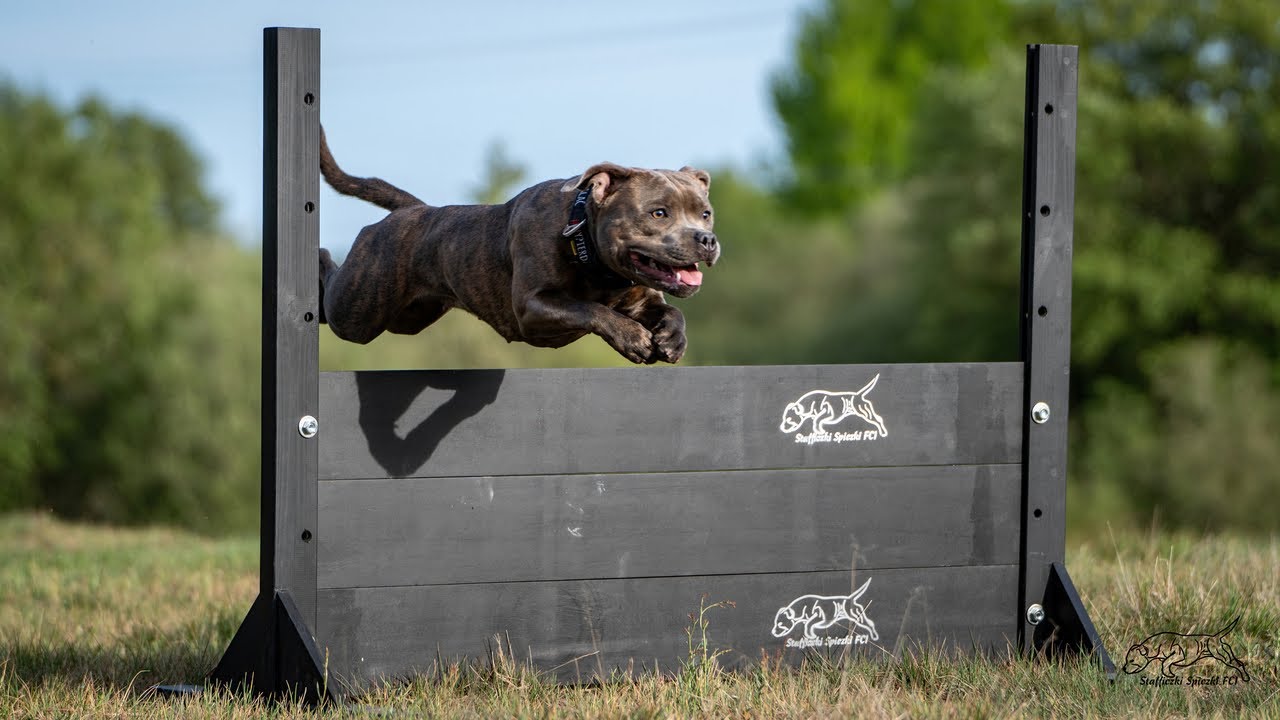 Staffordshire Bull Terrier - 11 months, training IGP  elements