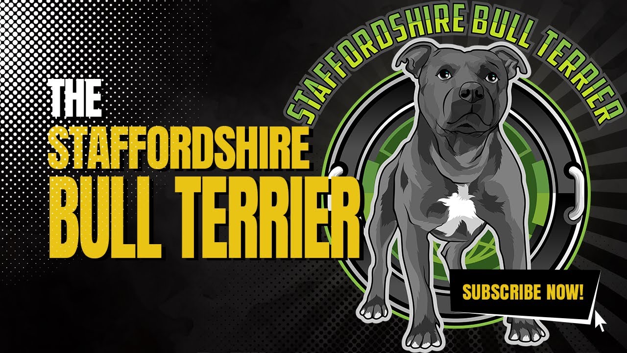 Staffordshire Bull Terrier - All You Need To Know