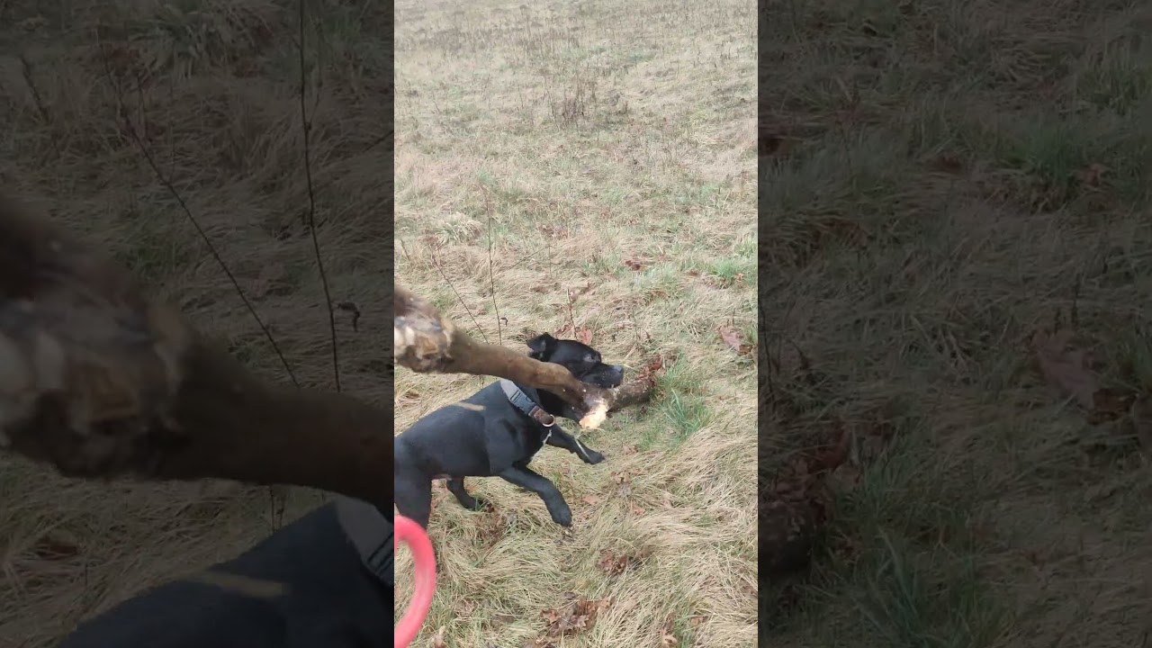 Staffordshire Bull Terrier - big stick Part 2 #staffordshirebullterrier #nature #dog #doglovers