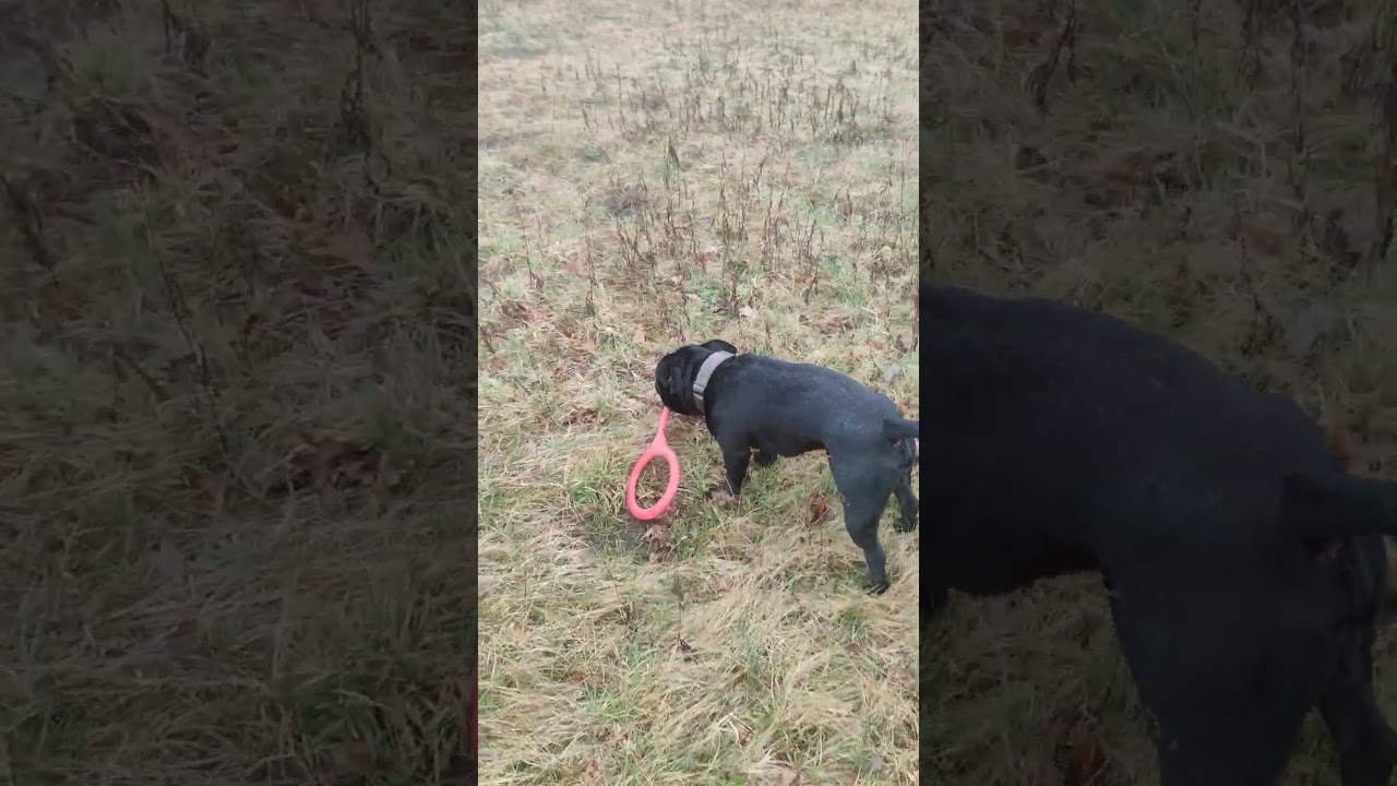 Staffordshire Bull Terrier - big stick Part 6 #staffordshirebullterrier #nature #dog #doglovers