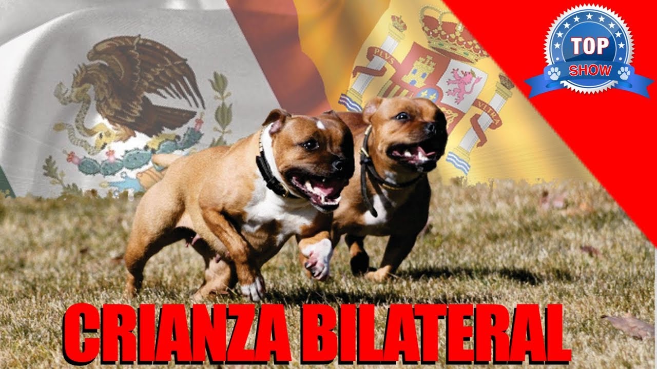STAFFORDSHIRE BULL TERRIER  (España-México)