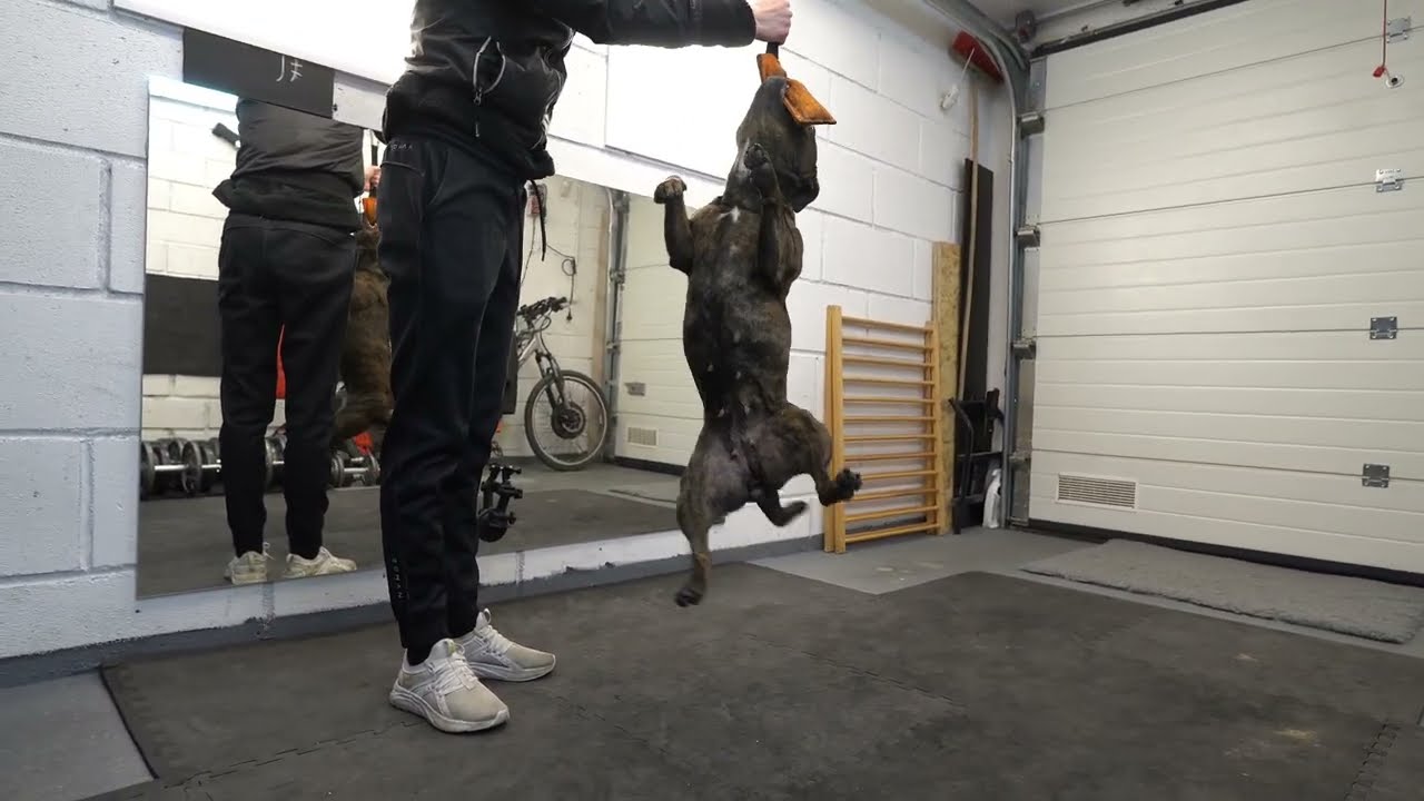 Staffordshire Bull Terrier - little spring pole time