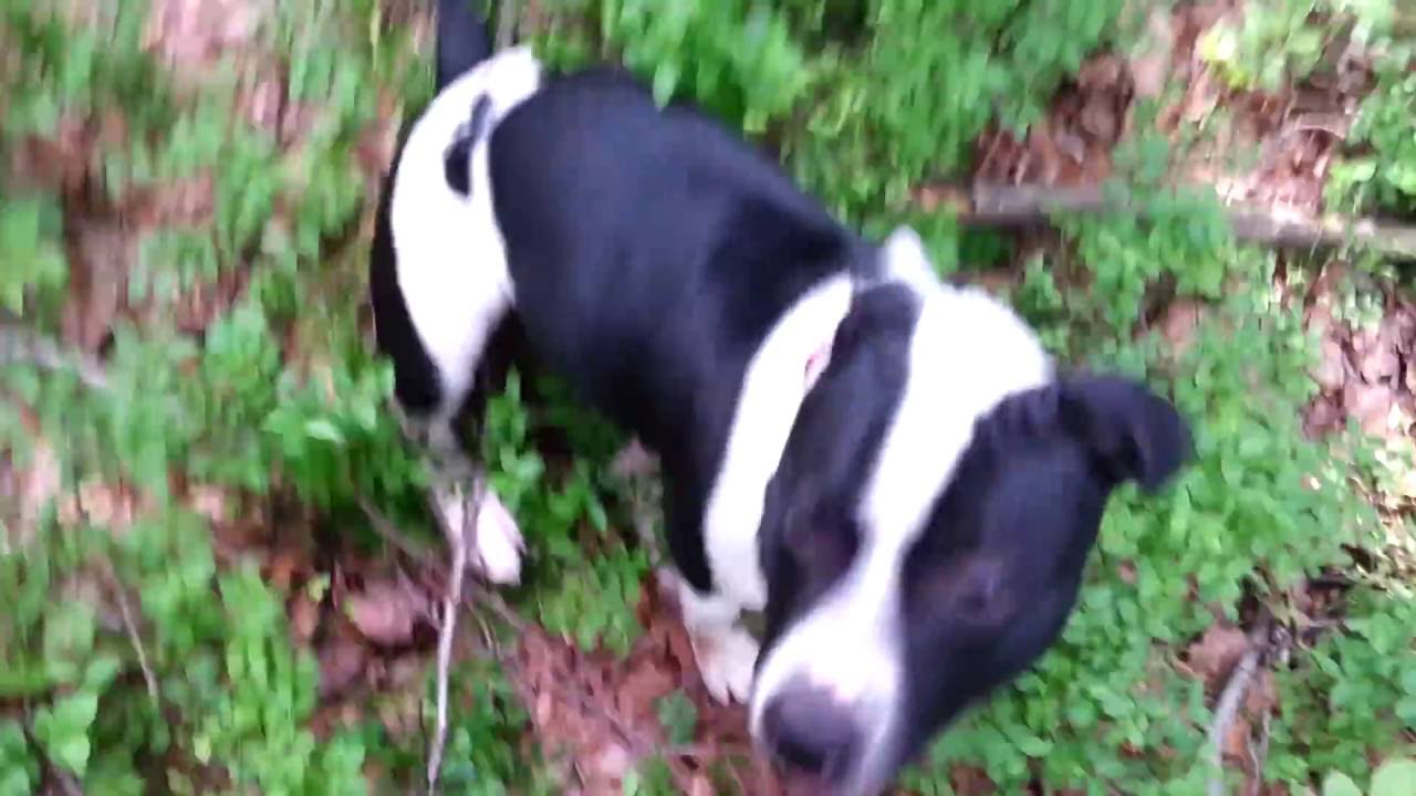 Staffordshire Bull Terrier - Mikey having fun 2