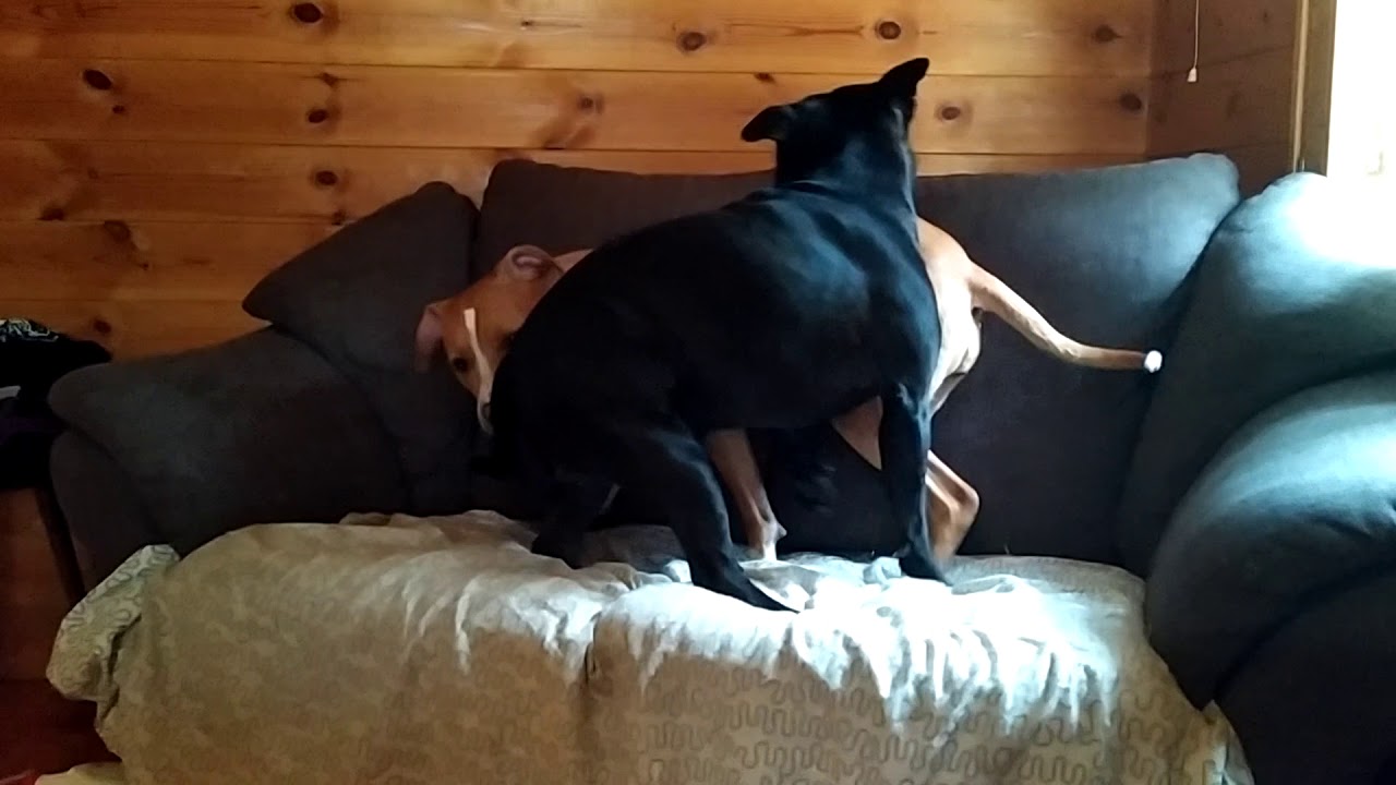 Staffordshire bull terrier & Pitbull play fights 2
