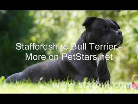 Staffordshire Bull Terrier 2