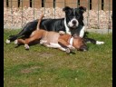 staffordshire bull terrier, Bruce & Elle