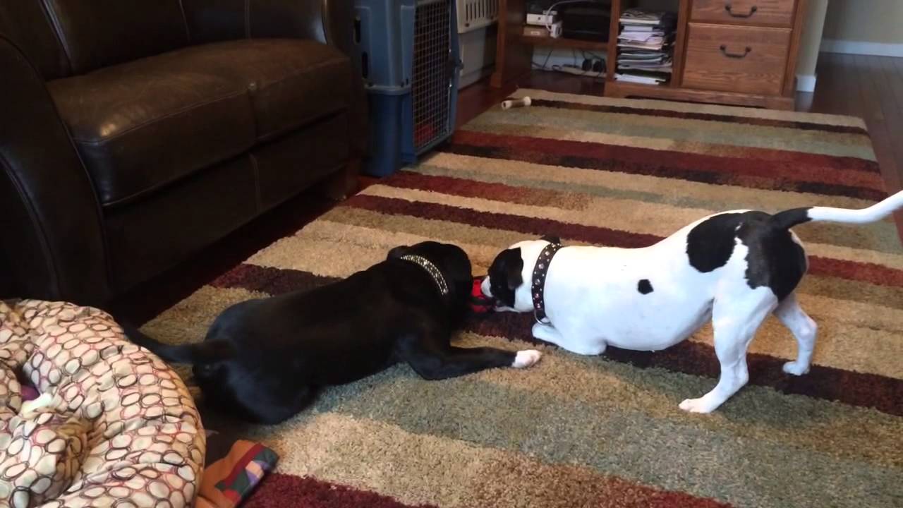 Staffordshire Bull Terrier carpet surfing part 2