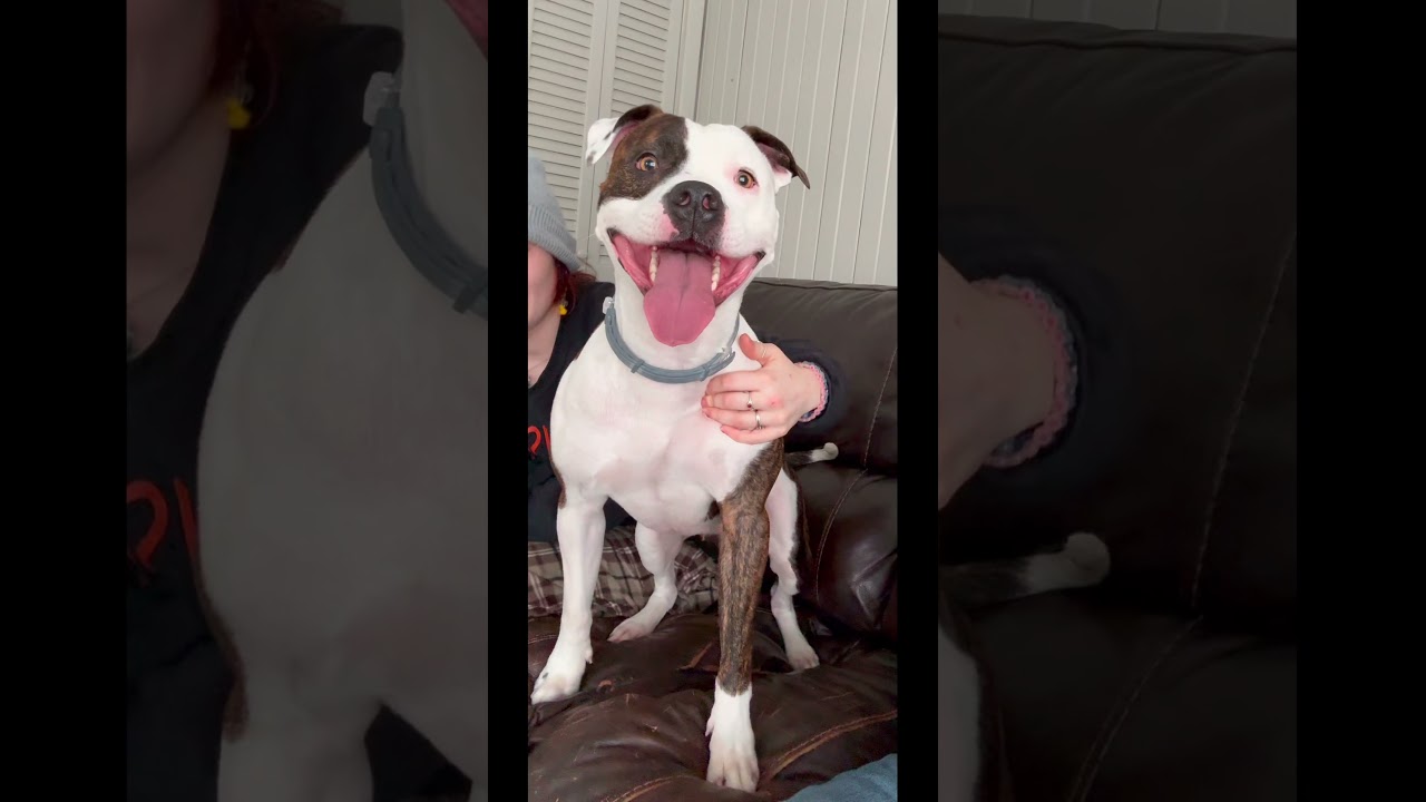 Staffordshire bull terrier #dog #pitbull #angel