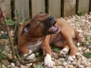 staffordshire bull terrier, Elle