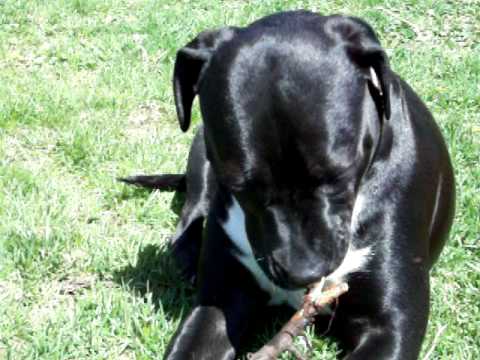 staffordshire bull terrier fight with stick