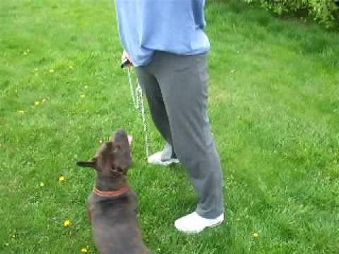 Staffordshire Bull Terrier fighting with stick.