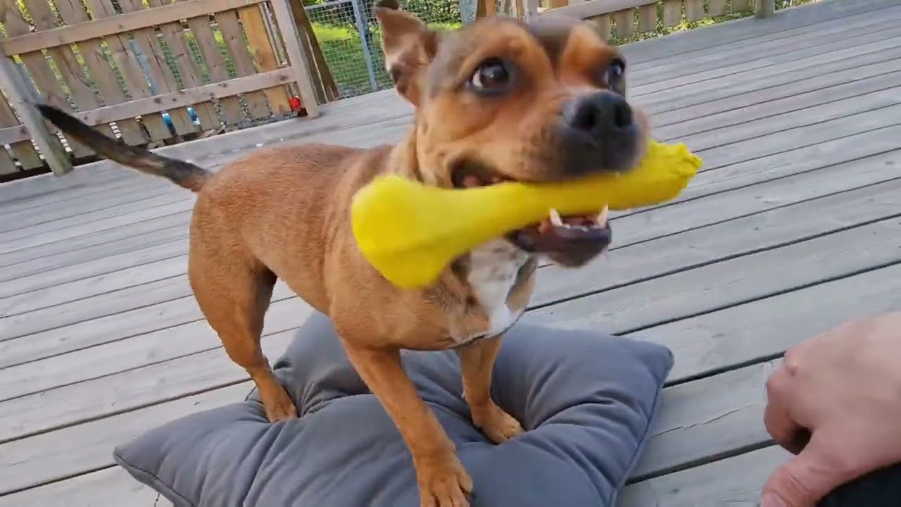 Staffordshire bull terrier fun 2