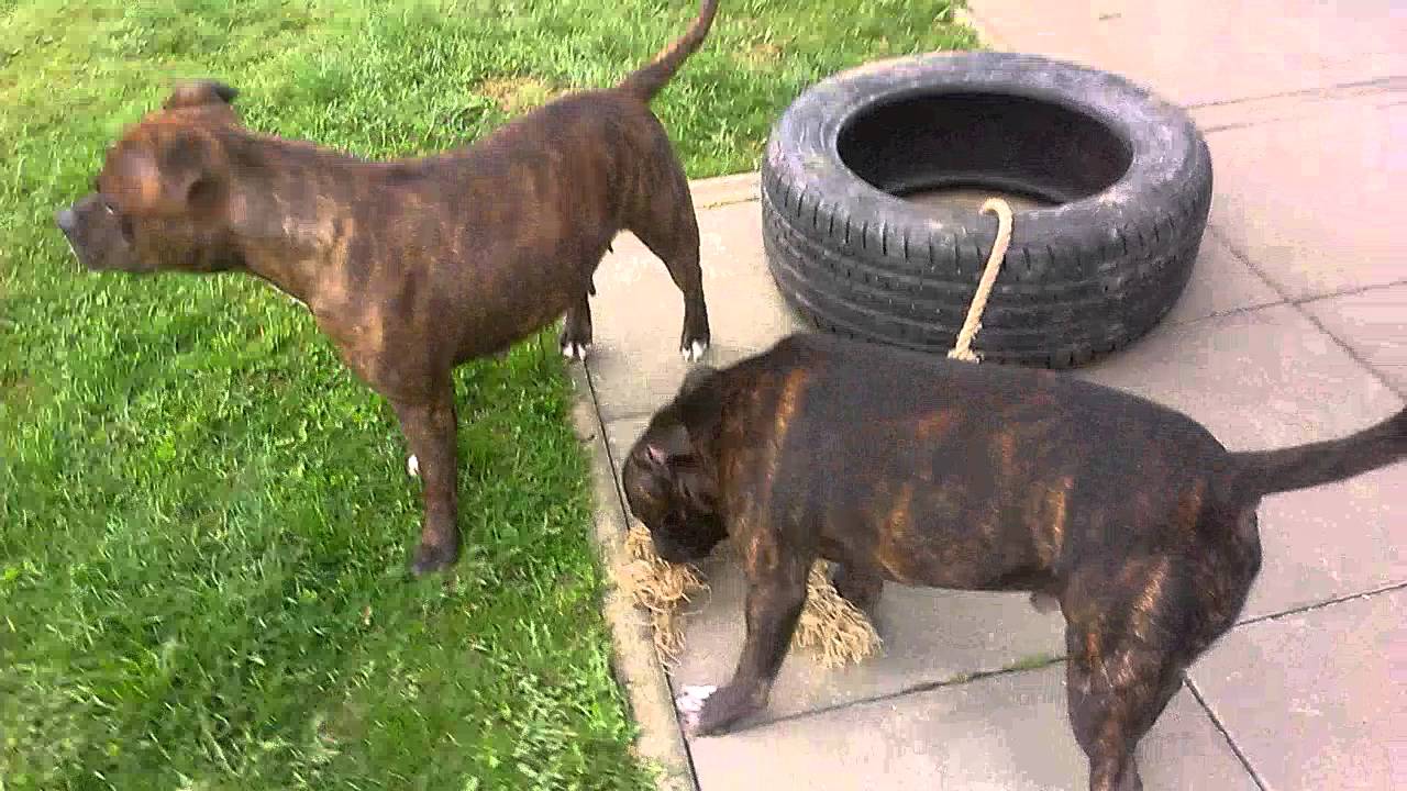 STAFFORDSHIRE BULL TERRIER GAME / STAFBUL HRA
