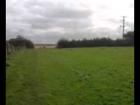 staffordshire bull terrier having fun 2