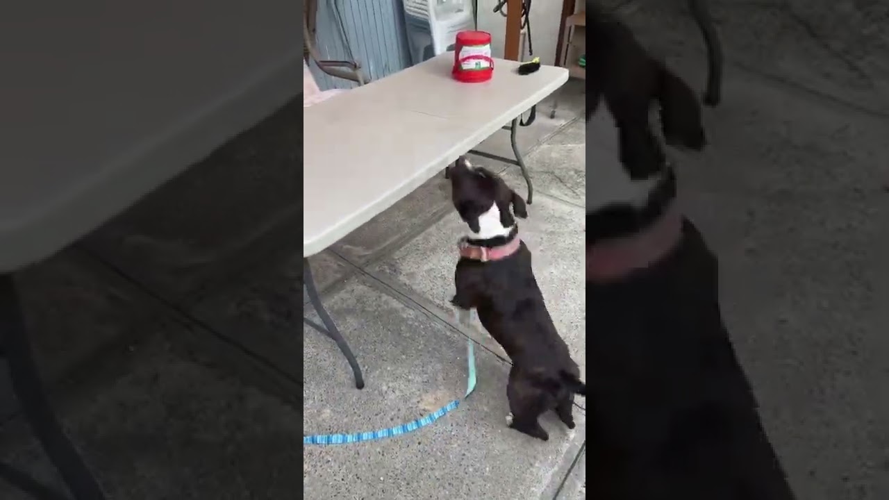 Staffordshire Bull Terrier Jumping