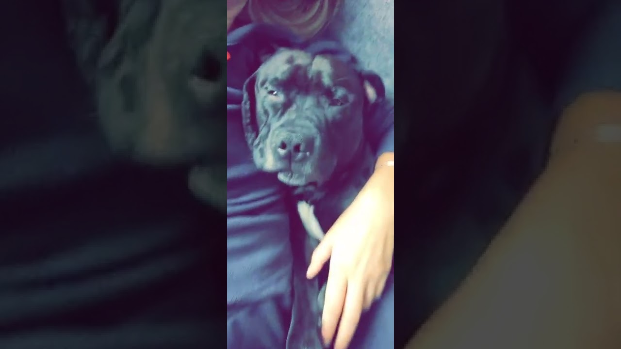 Staffordshire Bull Terrier living the life  part 2