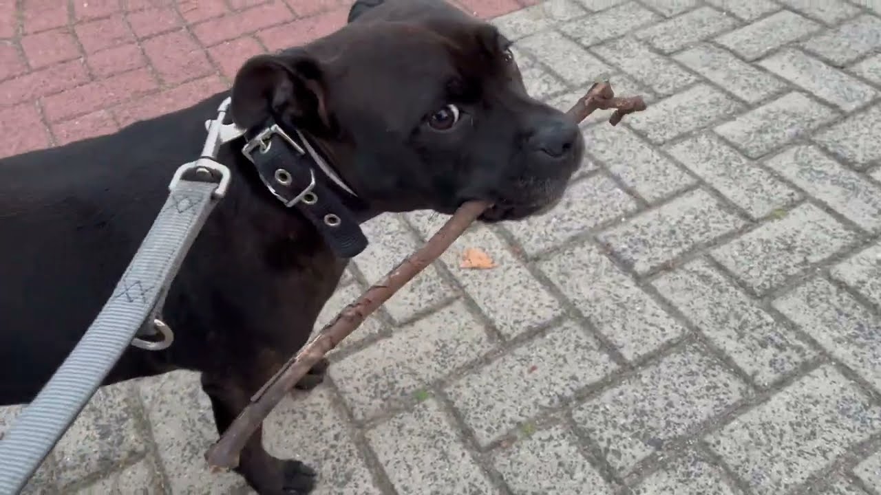 Staffordshire Bull Terrier loves evening walks with the stick 🥰🤗