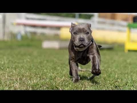 Staffordshire Bull Terrier Mando -  15 weeks old, start IGP training