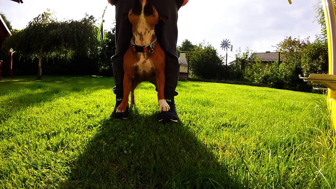 Staffordshire bull terrier- Mila, trening posłuszeństwa.