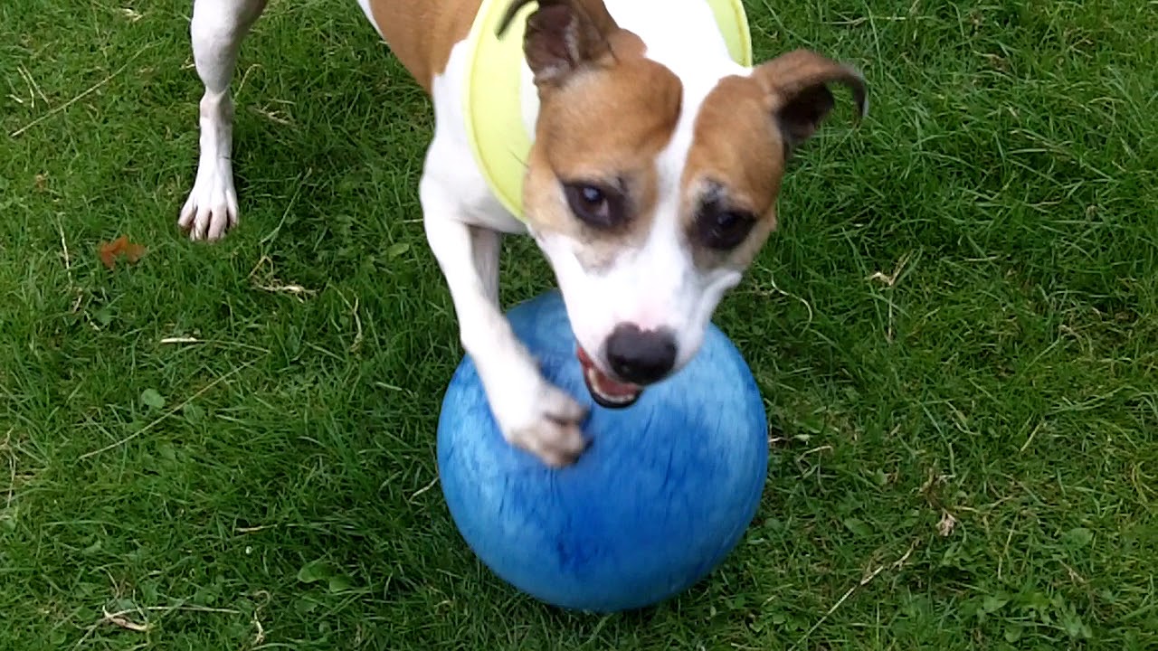 Staffordshire Bull Terrier Molly.