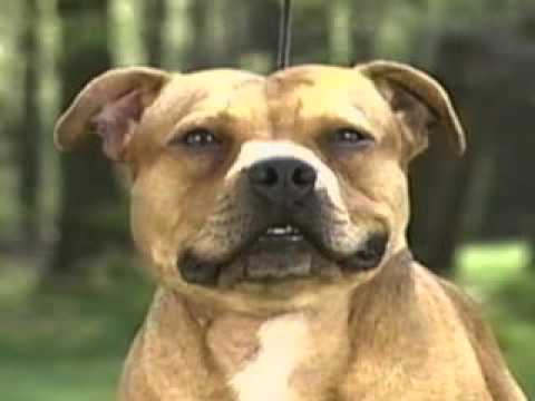 Staffordshire Bull Terrier part2