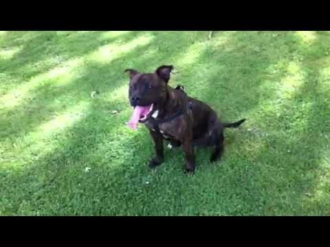 Staffordshire bull terrier playing with huge stick!